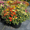 10" Multicolor Bert's Best Fall Mum