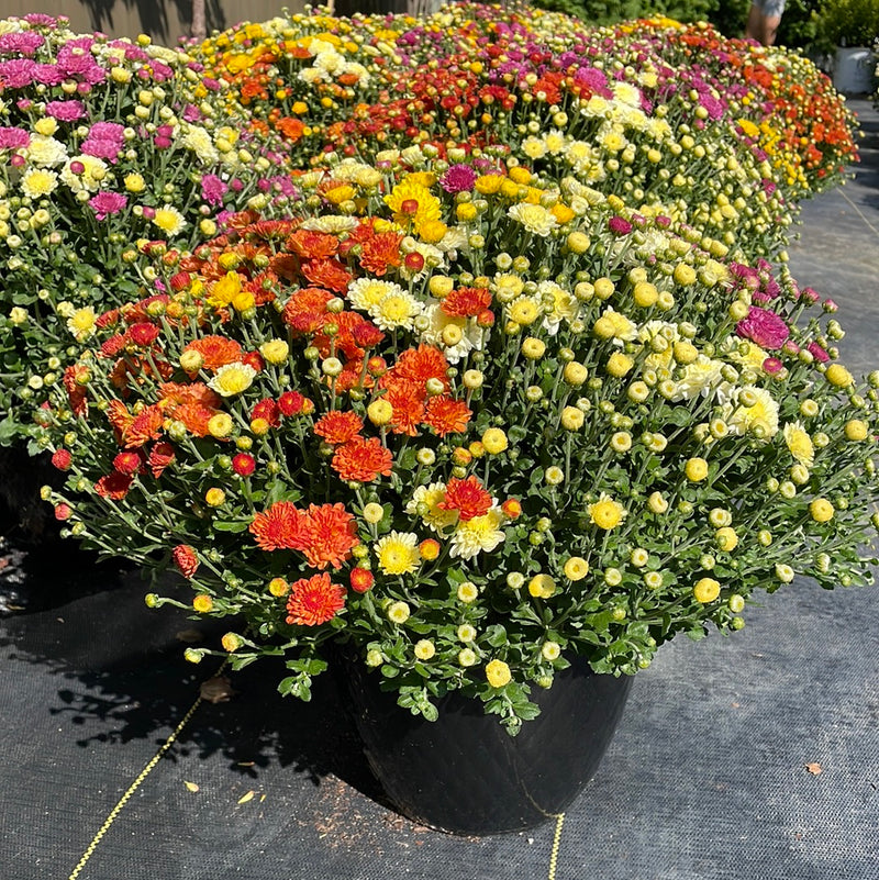 10" Multicolor Bert's Best Fall Mum
