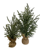 18-24" Frosted Austrian Pine Tree