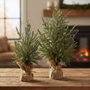 18-24" Frosted Austrian Pine Tree