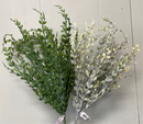 24” English Boxwood Spray