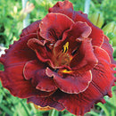 Hemerocallis - ‘Night Embers' Reblooming Daylily