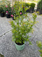Vaccinium - 'Duke' Highbush Blueberry