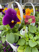 Sub Zero Fall Pansy