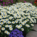 Leucanthemum - ‘Snowcap' Shasta Daisy