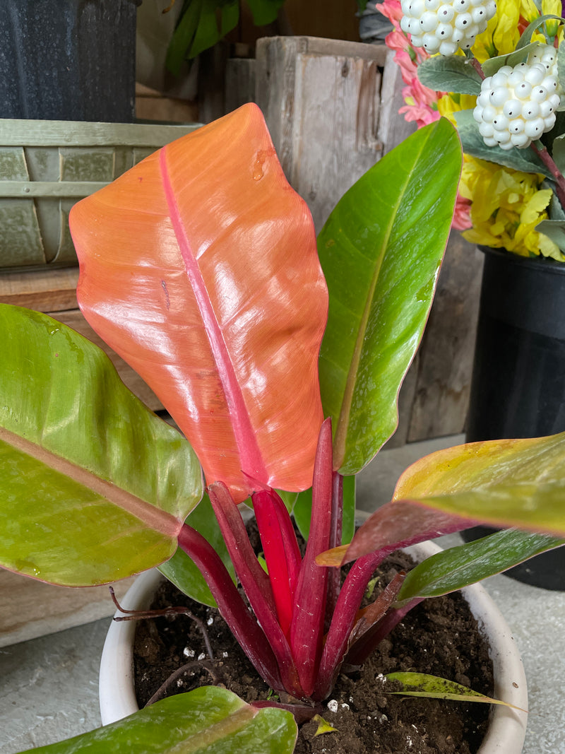 red prince philodendron Philodendron 'Prince of Orange'