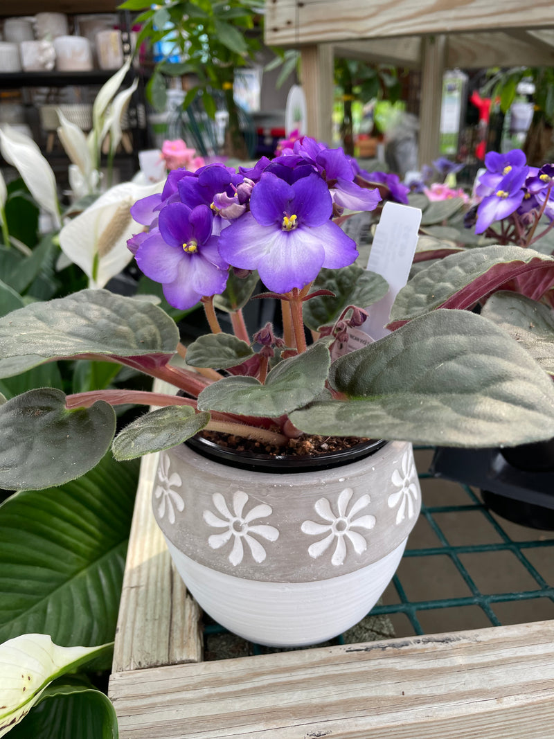 African Violets - Assorted Colors