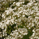 Gypsophila - 'Festival Star' Baby's Breath
