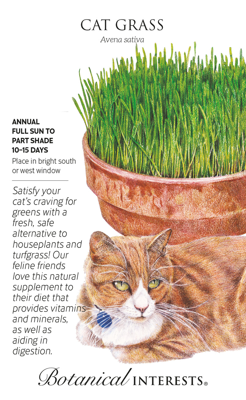 Cat Grass Oats Seeds Large Packet