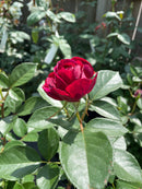 Rose - CELESTIAL NIGHT™ Floribunda Rose