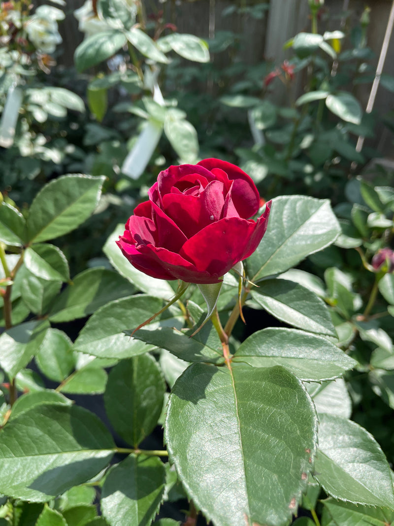 Rose - CELESTIAL NIGHT™ Floribunda Rose