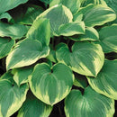 Hosta - 'Robert Frost'