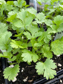 Cilantro-Coriander Herb Plant
