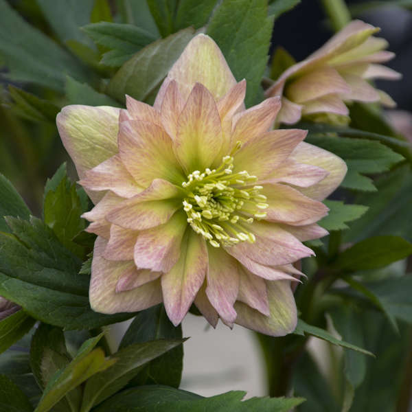 Helleborus - ‘Mother of the Bride' WEDDING PARTY® Lenten Rose