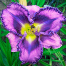 Hemerocallis - ‘You've Got Soul' Reblooming Daylily