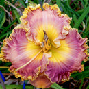 Hemerocallis - ‘Collage' Reblooming Daylily