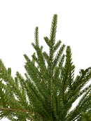 21" Austrian Pine Bush