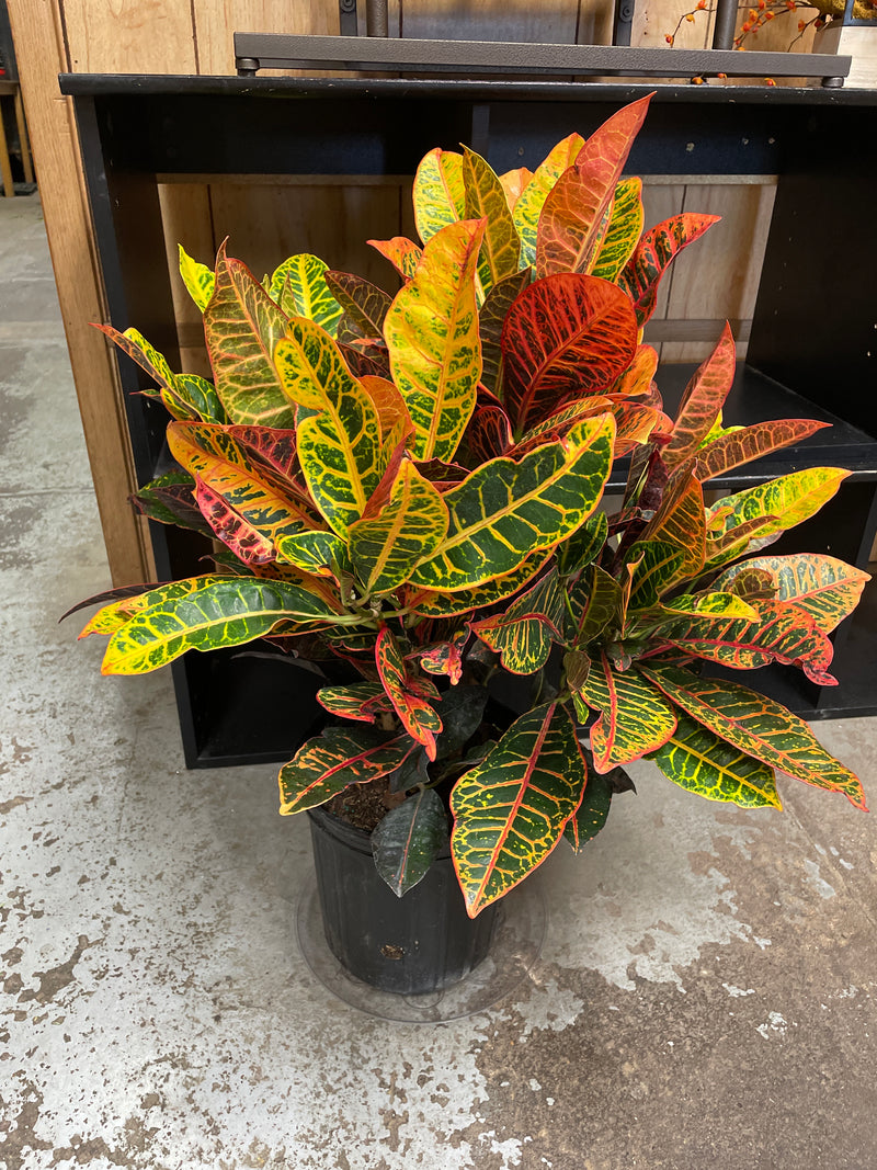 Croton - 'Petra'