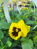 Sub Zero Fall Pansy