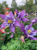 Aquilegia - 'Earlybird Purple Blue' Columbine