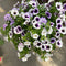 12” Assorted Flowering Hanging Basket