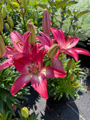 Lilium - 'Tiny Diamond' Asiatic Lily
