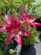 Lilium - 'Tiny Diamond' Asiatic Lily
