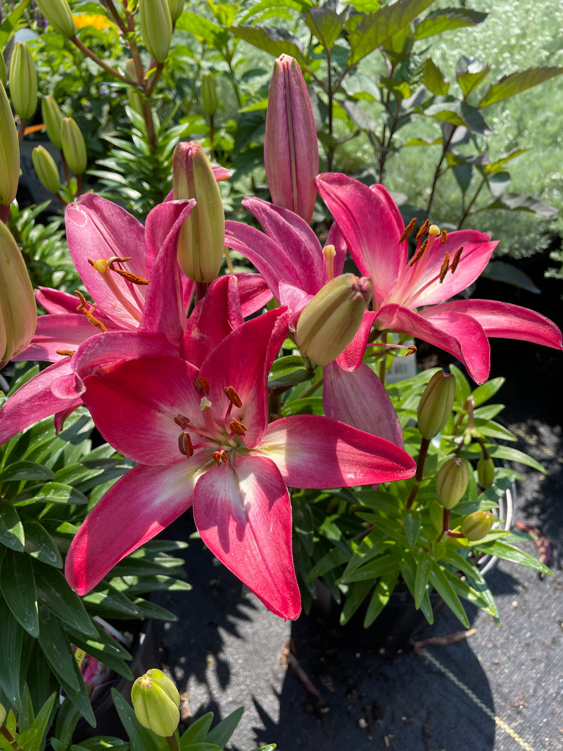 Lilium - 'Tiny Diamond' Asiatic Lily