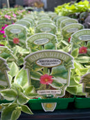 Dorotheanthus Mezoo Trailing Red