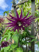 Clematis - 'Sparky® Purple' Clematis