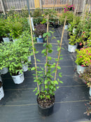 Lonicera - ‘Halliana' Honeysuckle