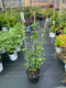 Lonicera - ‘Halliana' Honeysuckle