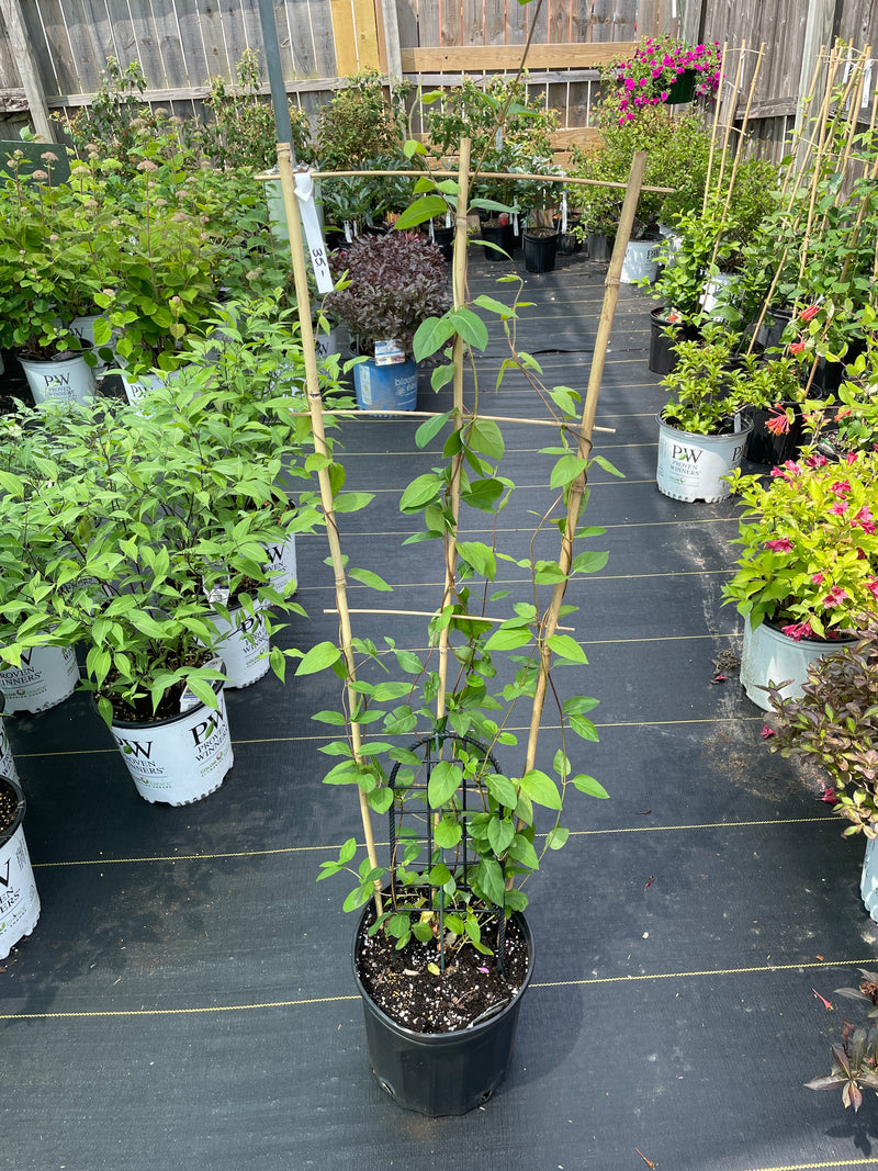 Lonicera - ‘Halliana' Honeysuckle