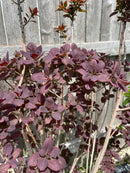 Cotinus - 'Royal Purple' Smokebush