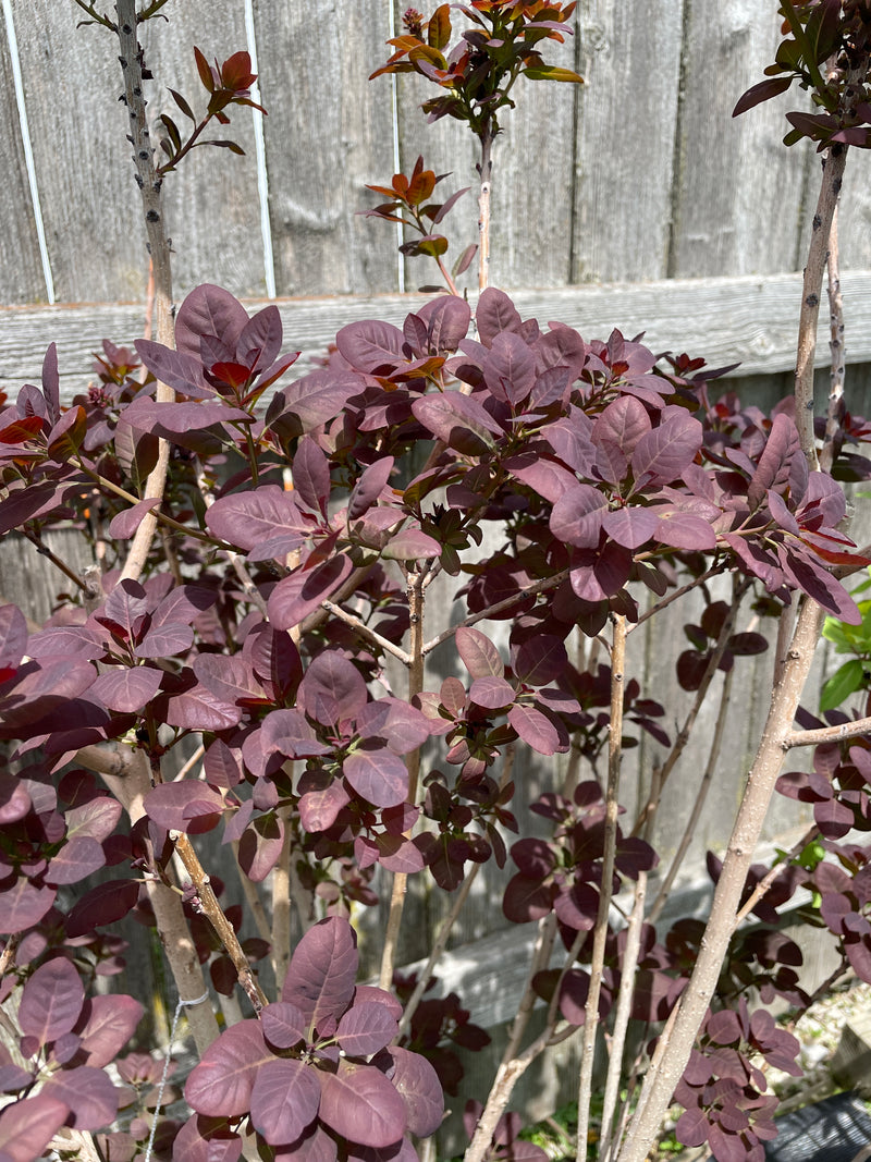 Cotinus - 'Royal Purple' Smokebush