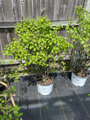 Viburnum - 'Blue Muffin' Arrowhead Viburnum