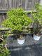 Viburnum - 'Blue Muffin' Arrowhead Viburnum
