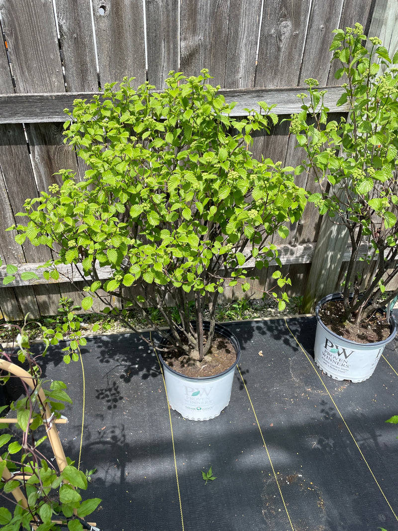 Viburnum - 'Blue Muffin' Arrowhead Viburnum