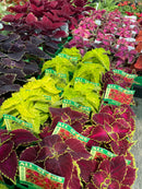 Sun Coleus ‘All Star’ Varieties