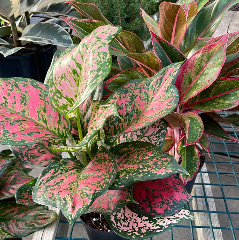 aglaonema colored Aglaonema