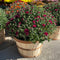 1/2 Bushel Garden Mum