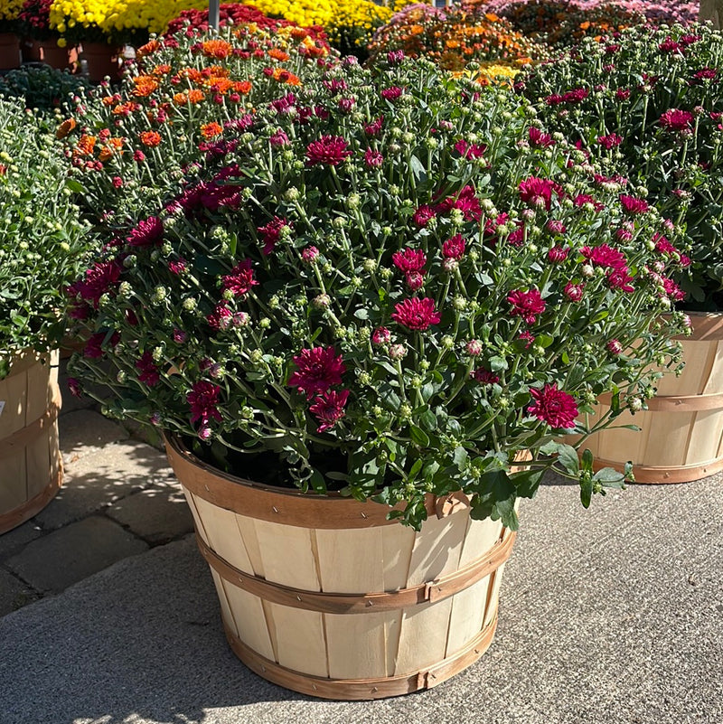 1/2 Bushel Garden Mum