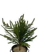 21" Austrian Pine Bush