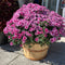 1/2 Bushel Garden Mum