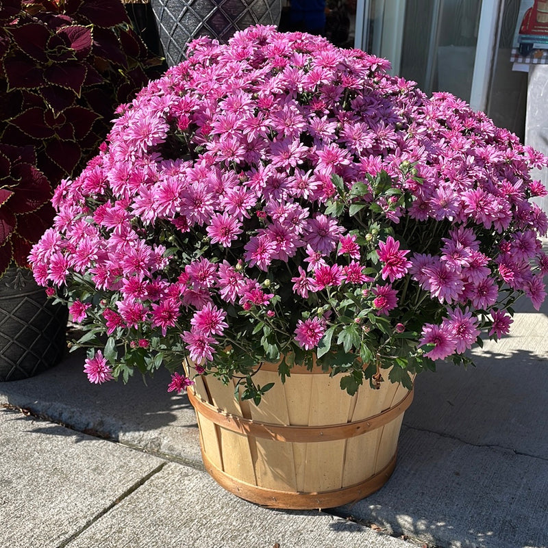 1/2 Bushel Garden Mum