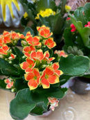 Flowering Kalanchoe - Assorted Colors