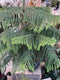 Norfolk Island Pine - Araucaria heterophylla