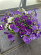 12” Assorted Flowering Hanging Basket