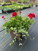 12” Traditional Geranium Patio Pot