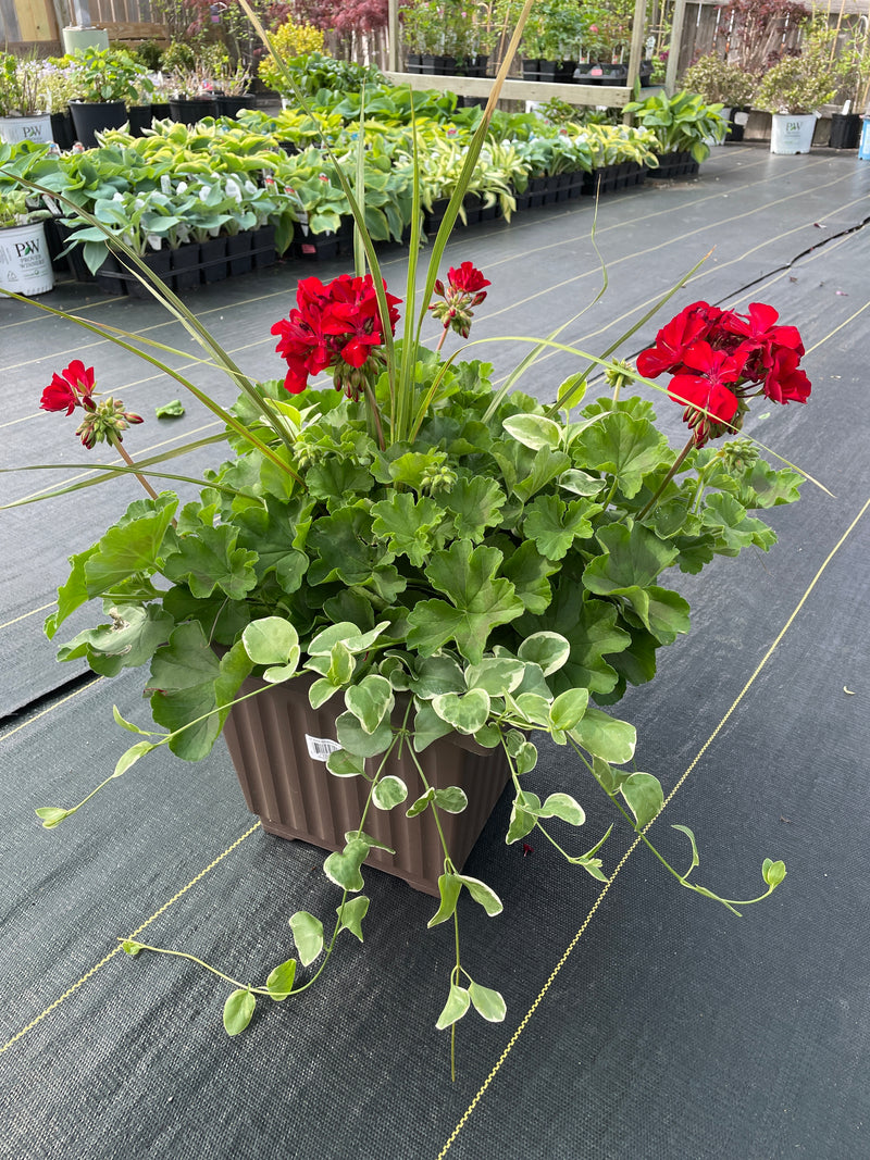 12” Traditional Geranium Patio Pot